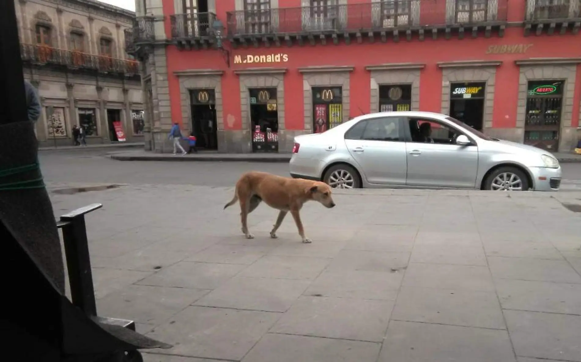 Perro en la calle